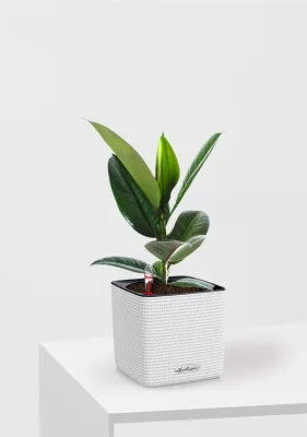 Фикус Эластика Робуста 12/40 см в CUBE COLOR 14, белый