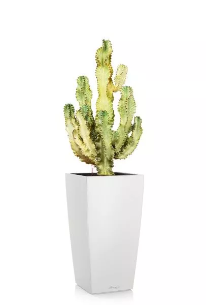 Эуфорбия Ингенс в CUBICO COLOR 40