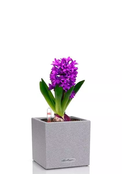 Гиацинт микс в CANTO STONE 14