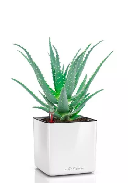 Алоэ 12/30 см в CUBE GLOSSY 14