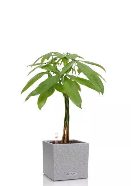 Пахира Акватика косичка 21/90 см в CANTO STONE LOW 30