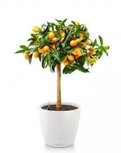 Цитрус в CLASSICO 28