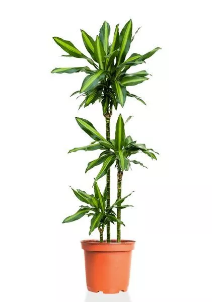 Драцена Чинто 3 ствола 21/110 см