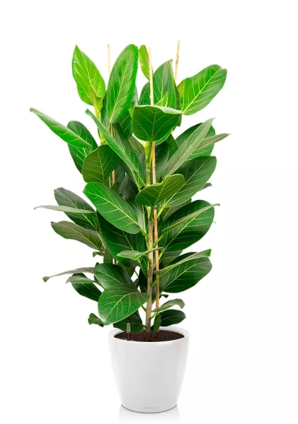 Фикус Бенгальский Андрей 3 ствола 27/120 см в CLASSICO LS 35