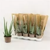 Алоэ Вера 12/35 см