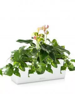 Лиственный микс с Антуриумом BALCONERA COLOR 50