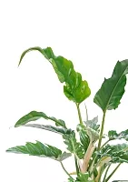 Филодендрон Нарроу 19/55 см в CLASSICO LS 28