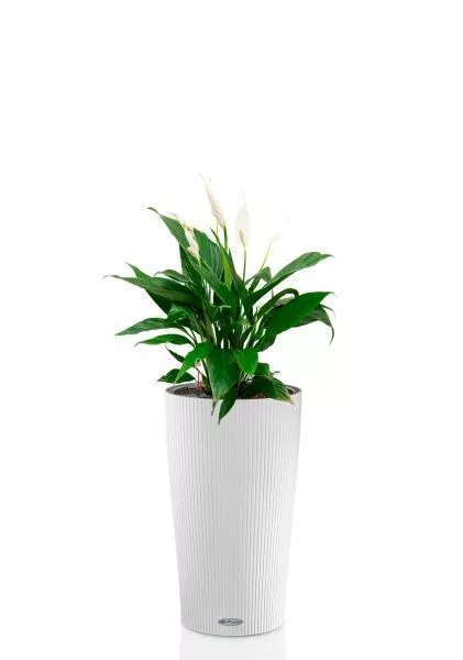 Спатифиллум Вариегатный 17/60 см в CILINDRO 23