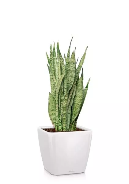 Сансевиерия Зейланика 21/70 см в QUADRO LS 28