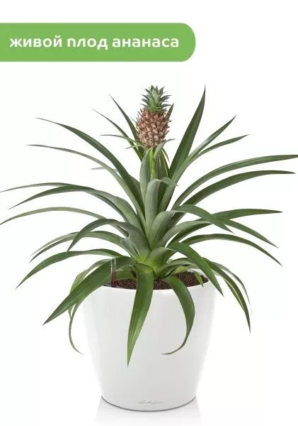 Ананас 15/50 см в CLASSICO LS 21