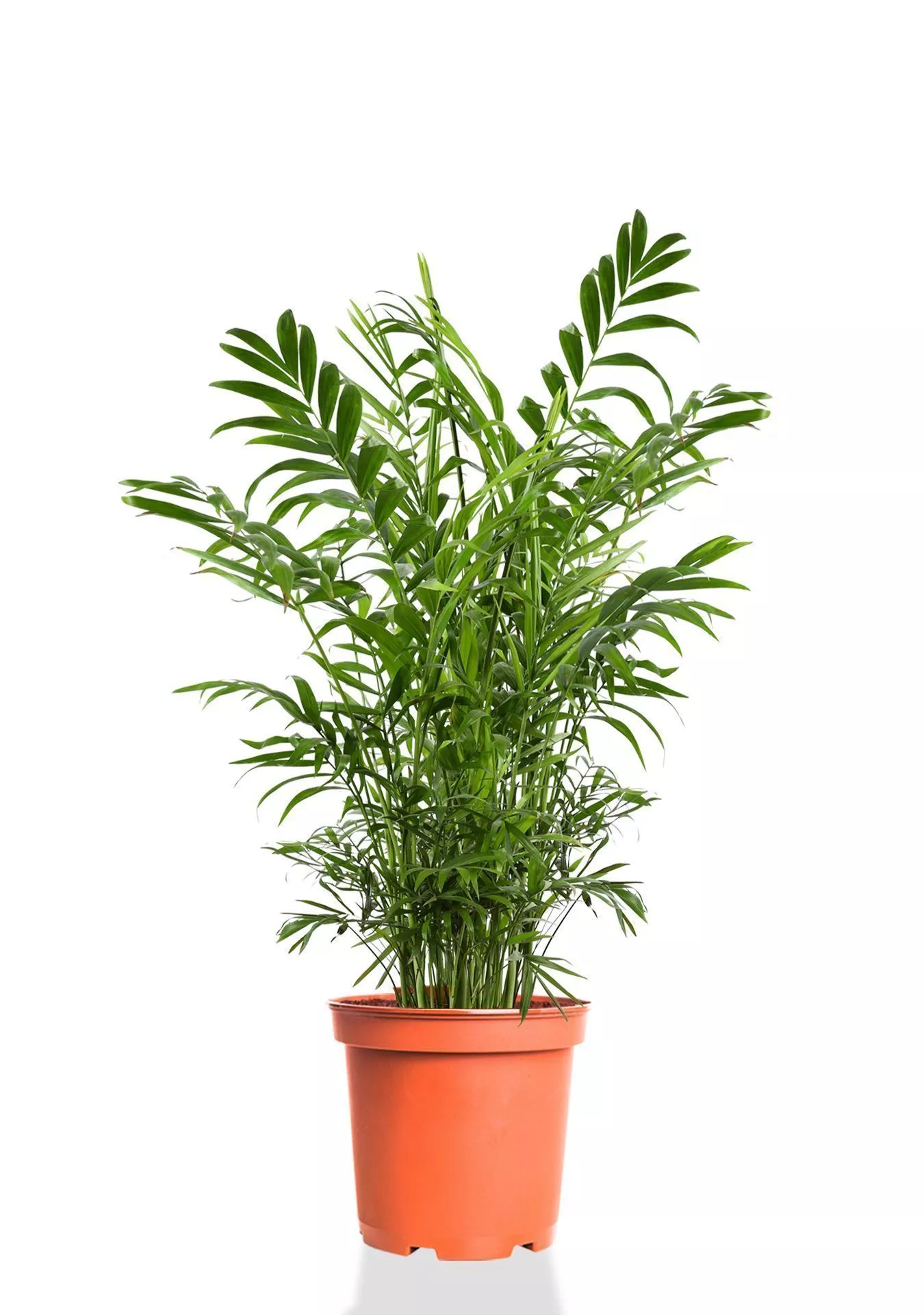 Хамедорея Элеганс 17/60 см