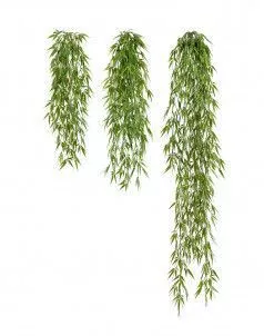 Бамбук ампельный