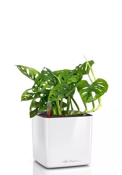 Монстера Манки 12/30 см в CUBE GLOSSY 14