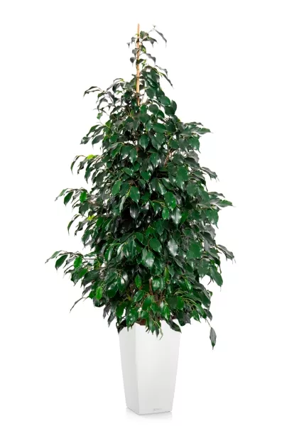 Фикус Бенджамина Даниэль 30/165 см в CUBICO COLOR 40
