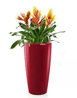 Вриезии микс в RONDO 32