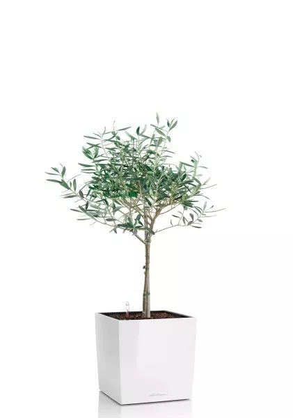 Олива 19/90 в CUBE 30