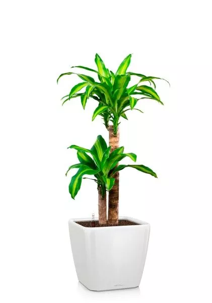 Драцена Массанжеана 2 ствола 19/100 см в QUADRO LS 28