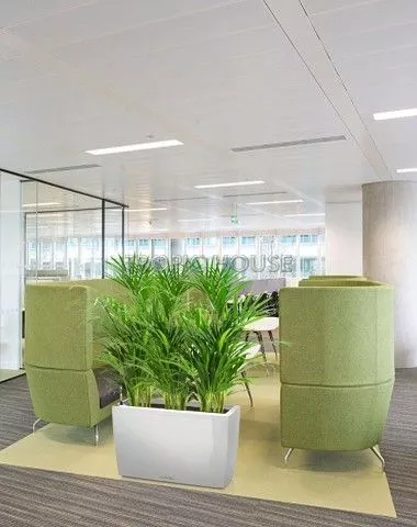 Хризалидокарпус в CARARO 75