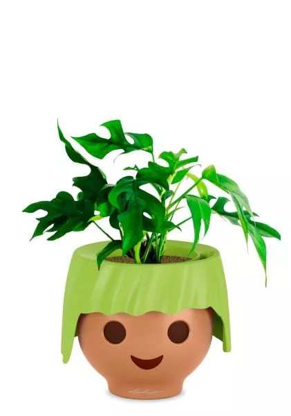 Монстера Рафидофора Минима 12/20 см в OJO