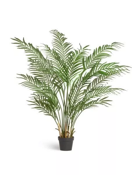 Пальма Арека Форест 140 см