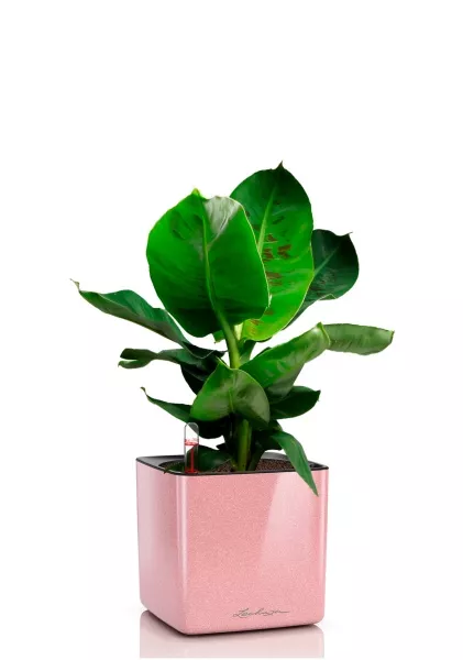 Банан 12/30 в CUBE GLOSSY KISS 14