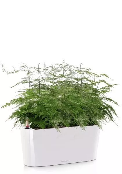 Аспарагус в DELTA 20