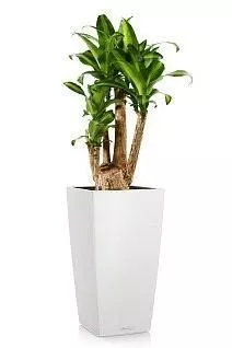 Драцена Массанжеана CUBICO 30/165 см, белый
