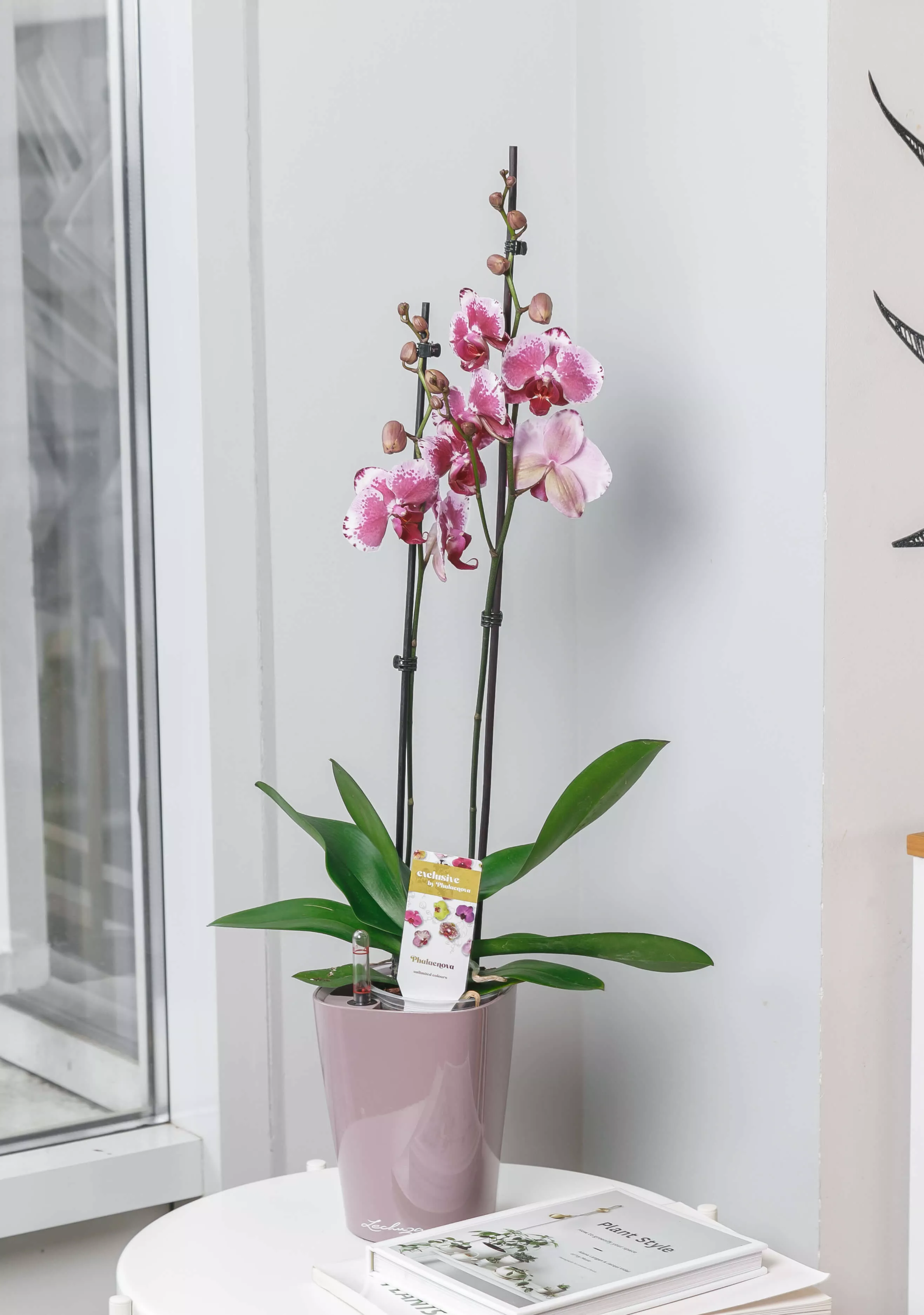 Орхидея фаленопсис