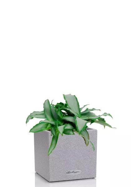 Мурдания в CANTO STONE 14