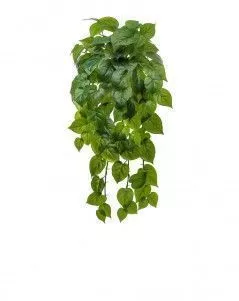 Филодендрон крупнолистный ампельный большой