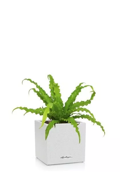 Асплениум Антикум Осака в CANTO STONE 14