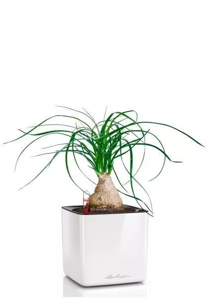 Нолина на стволе 12/35 в CUBE GLOSSY 14