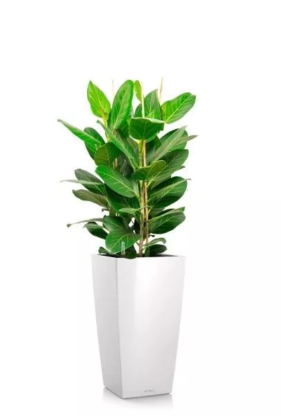 Фикус Бенгальский 3 ствола 27/90 см в CUBICO 30