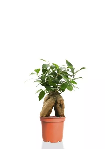 Фикус Микрокарпа 9/30 см (в пластике)