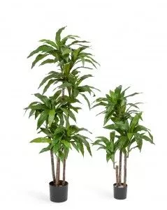 Драцена Джанет Крейг зелёная