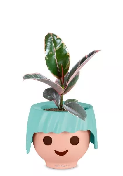 Фикус Эластика Белиз 12/45 см в OJO