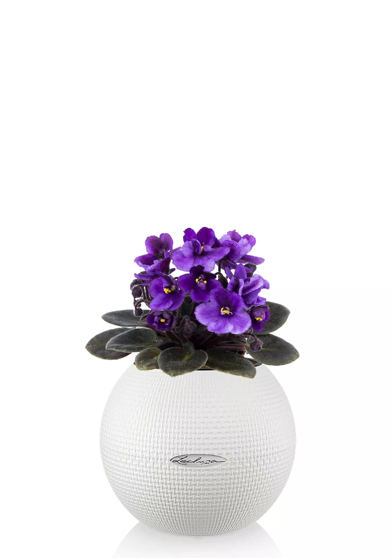 Фиалка Фиалка