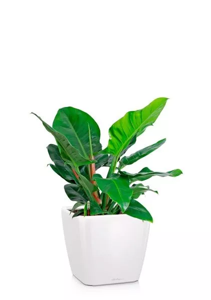 Филодендрон Империал Грин 24/70 см в QUADRO LS 28