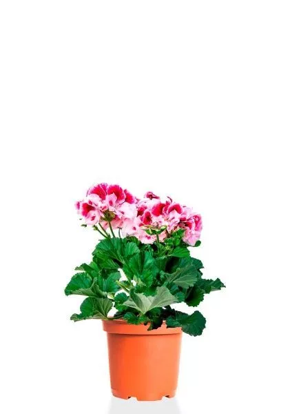 Пеларгония Грандифлора 12/25 см