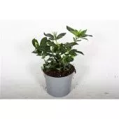 Гардения жасминовидная Домино d13 см h25 см тип 2