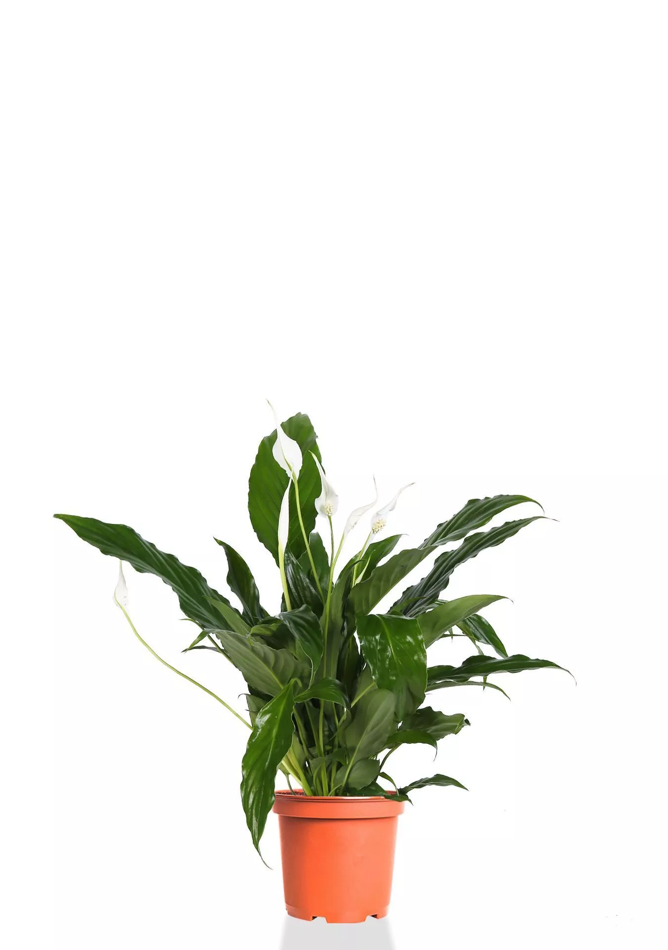 Спатифиллум 13/50 см