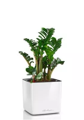 Замиокулькас Зензи 14/50 см в CUBE Glossy 16, белый блестящий