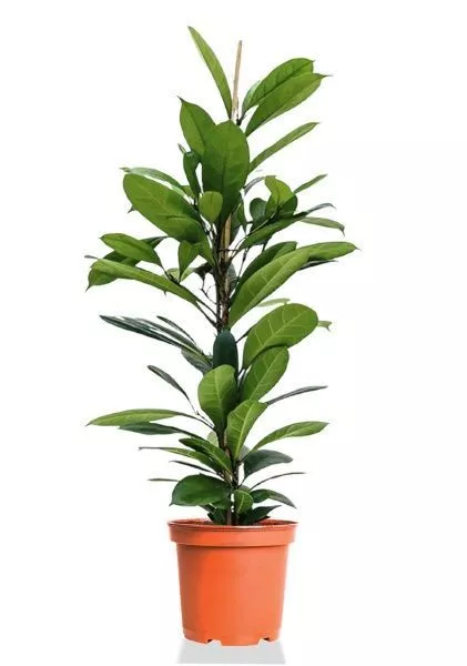 Фикус Циатистипула d21 см h95 см