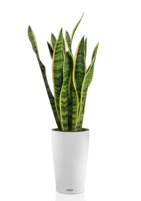 Сансевиерия Лауренти 17/60 см в CILINDRO 23