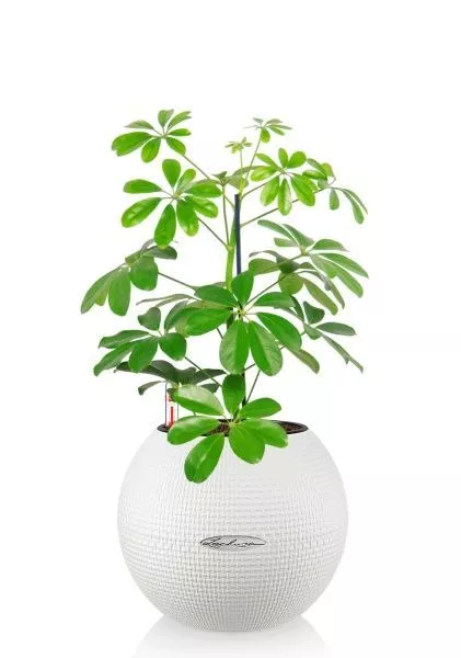 Шеффлера Нора 12/40 см в PURO 20