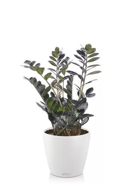 Замиокулькас Равен 15/50 в CLASSICO COLOR 18