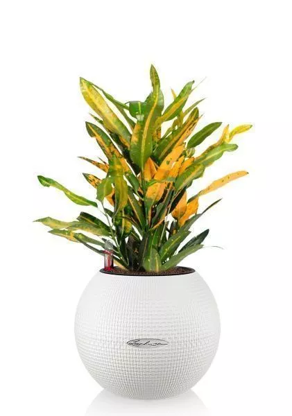 Кротон Санни в PURO 20