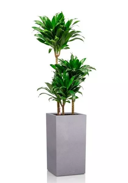 Драцена Компакта 3 ствола 21/100 см в CANTO STONE HIGH 30