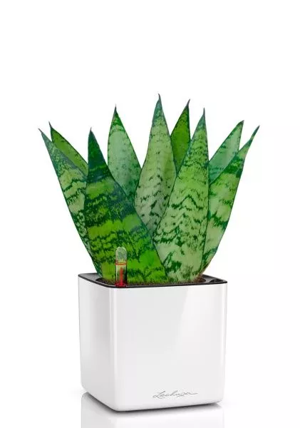 Сансевиерия Зейланика Фан 12/35 см в CUBE GLOSSY 14