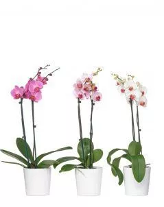Орхидея Фаленопсис мини микс 6/25 см